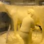 800-Pound ‘Butter Cow’ Returns to Illinois State Fair