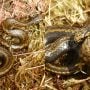 New Snake Species Named After Harrison Ford Found in Peru