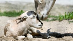 Rare Addax Antelope Born at Illinois Zoo
