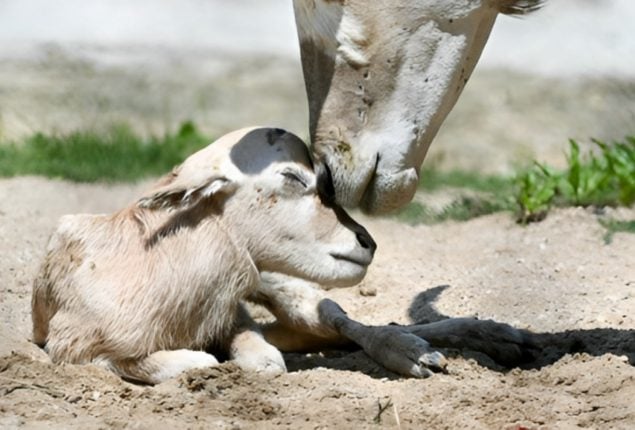 Addax Antelope