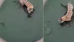 Duck’s clever escape from tiger leaves internet amused