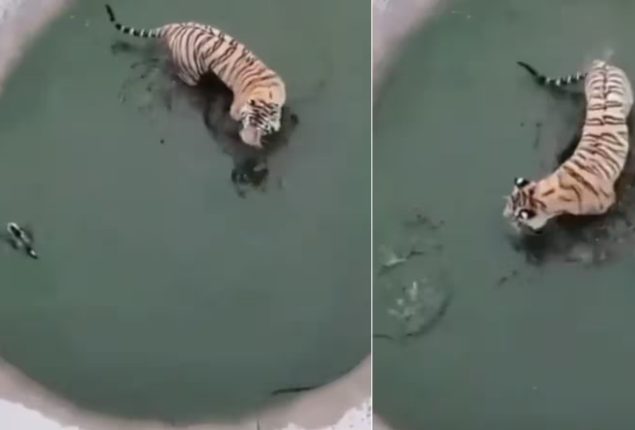 Duck’s clever escape from tiger leaves internet amused