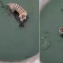 Duck’s clever escape from tiger leaves internet amused