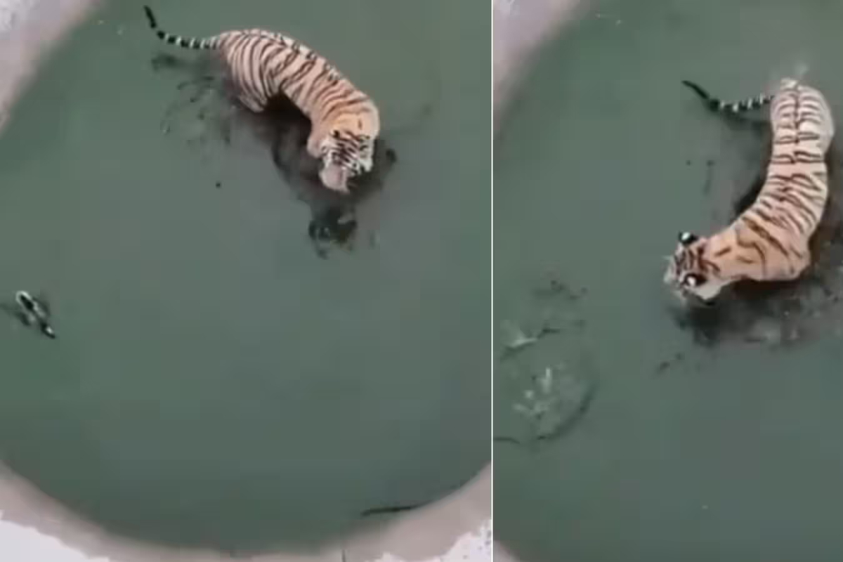 Duck's clever escape from tiger leaves internet amused