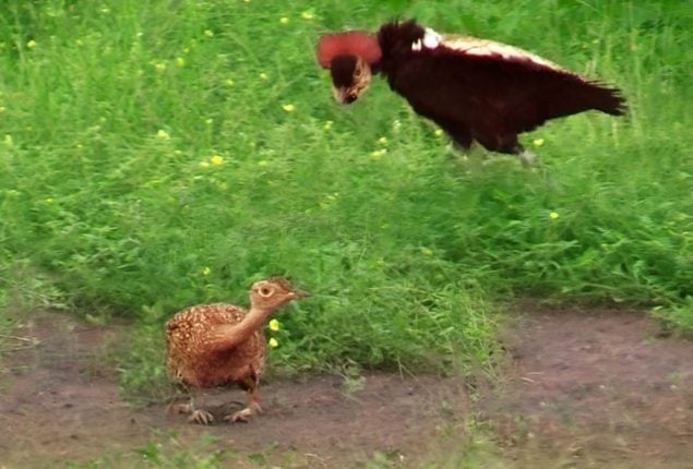 Bird’s Courtship Dance Fails to Impress Partner