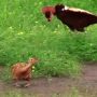 Bird’s Courtship Dance Fails to Impress Partner