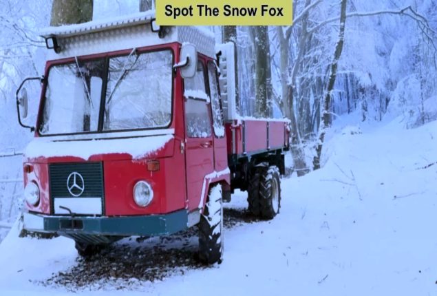 Optical Illusion Test: Can You Spot The Snow Fox In 8 Seconds?
