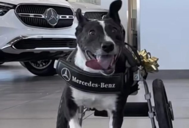 Dog Receives Mercedes-Benz Wheelchair