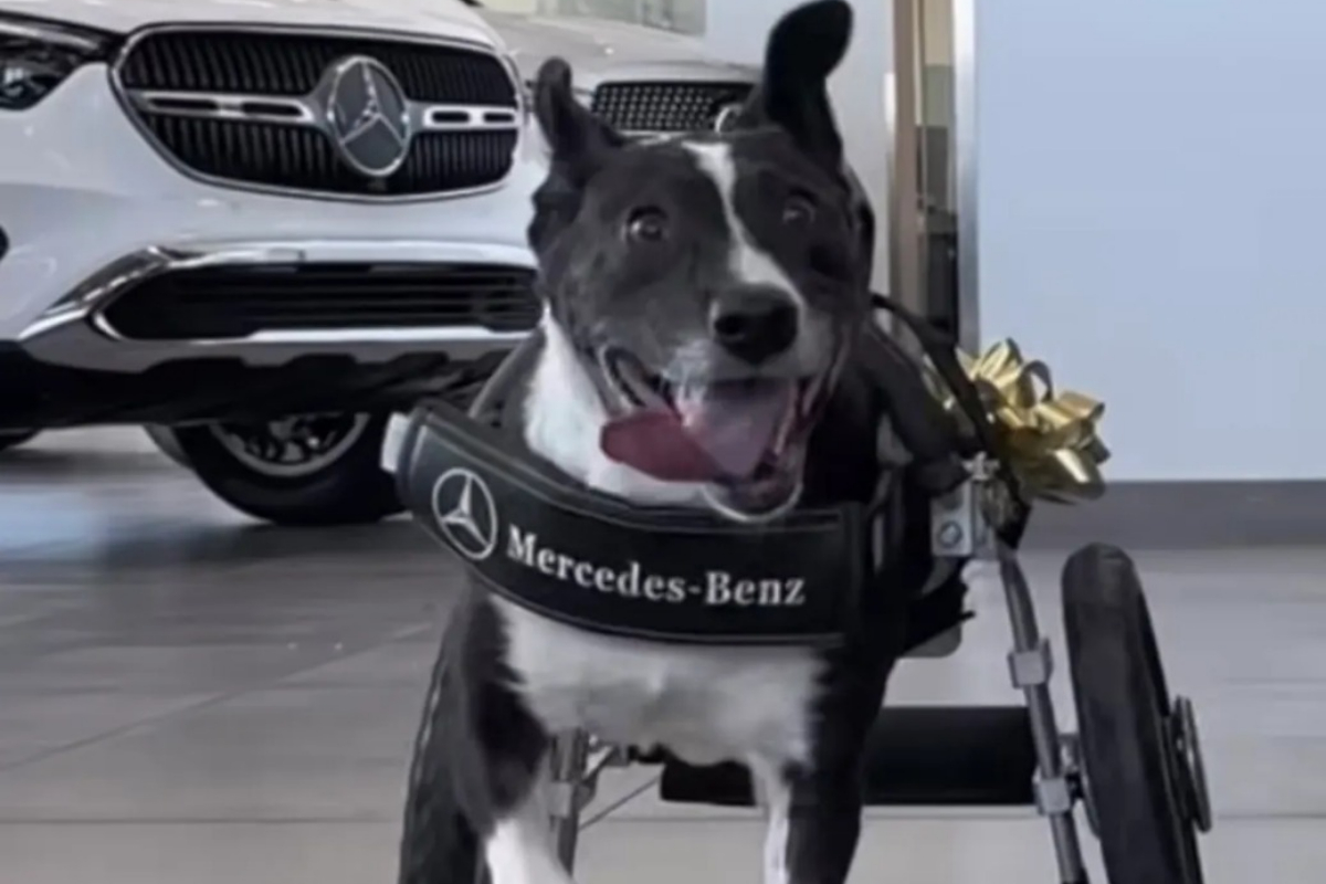 Dog Receives Mercedes-Benz Wheelchair