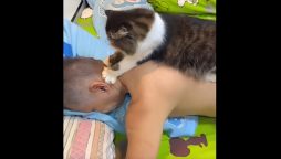 Cat Transforms into Human’s Massage Therapist