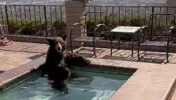 Bear Spotted Relaxing in Jacuzzi Amid Heatwave