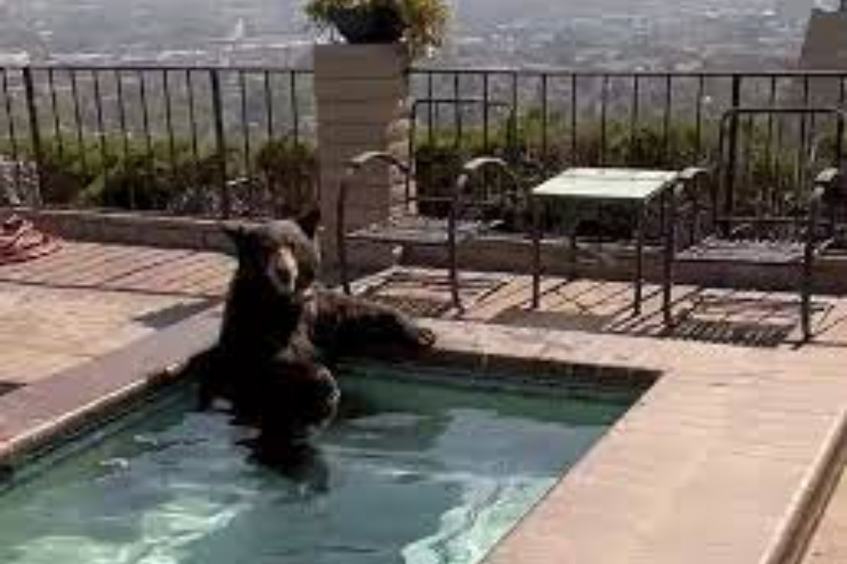 Bear Spotted Relaxing in Jacuzzi Amid Heatwave