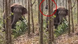 Viral Video: Wild Elephant Discovers Bag of Drugs