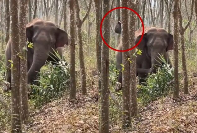 Wild Elephant