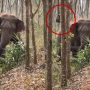 Viral Video: Wild Elephant Discovers Bag of Drugs