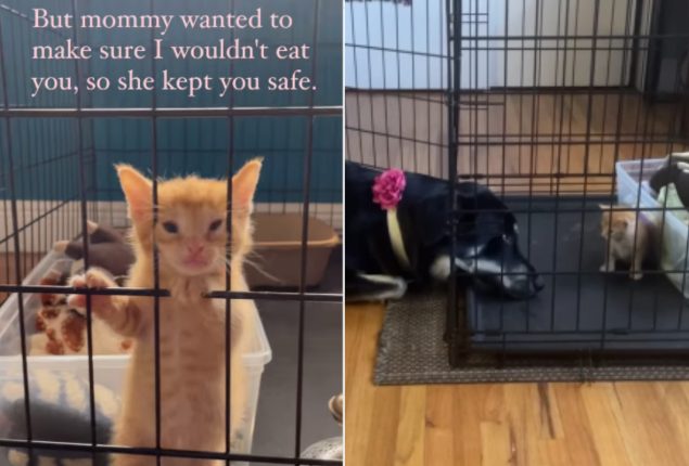 Dog's Bond with Kitten