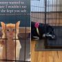 Viral Video: Dog’s Heartwarming Bond with Rescued Kitten