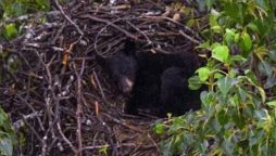 Surprising Discovery: Black Bear Napping in Bald Eagle’s Nest!