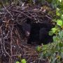 Surprising Discovery: Black Bear Napping in Bald Eagle’s Nest!