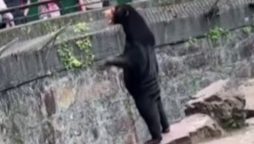 Chinese Zoo Dispels Rumors of Sun Bear in Human Costume
