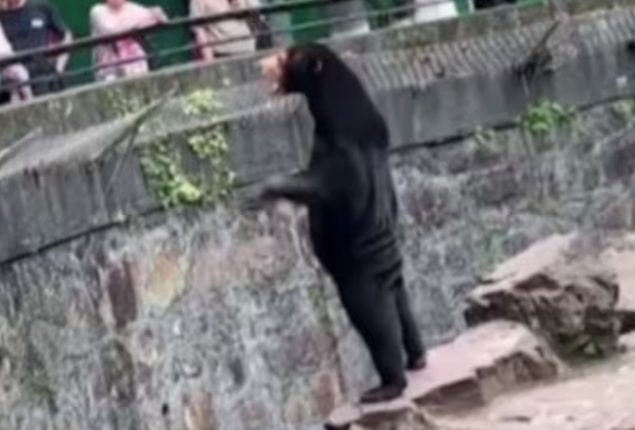 Bear in Human Costume