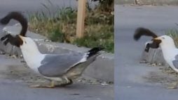 Seagull Eating Squirrel