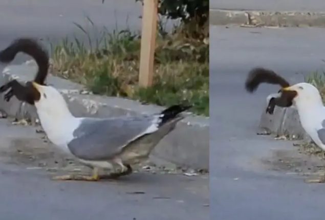 Seagull Eating Squirrel