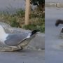 Viral Video Shows Seagull Eating Squirrel: Surprising Encounter