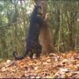 Black Tiger Spotted in Odisha: Watch the Rare Footage