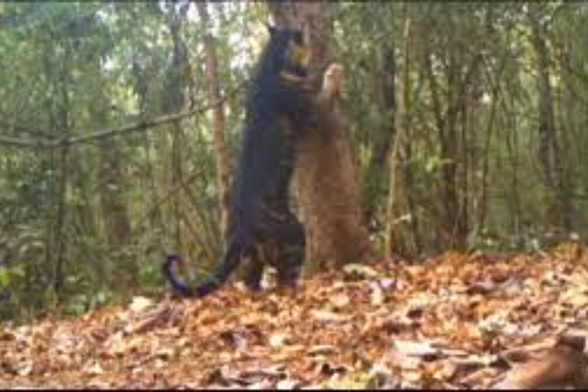 Black Tiger Spotted in Odisha: Watch the Rare Footage