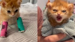 Tater Tot, the internet’s favorite rescue kitten, passes away