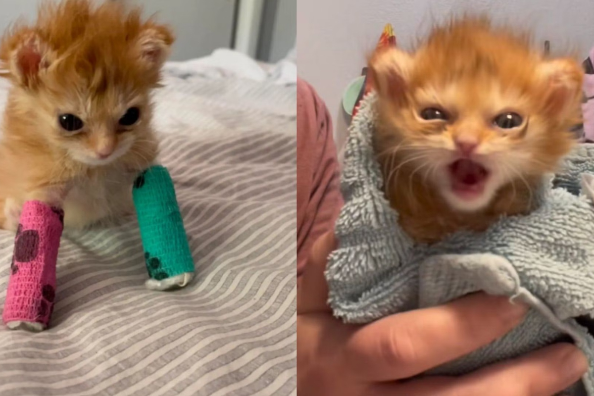 Tater Tot, the internet's favorite rescue kitten, passes away
