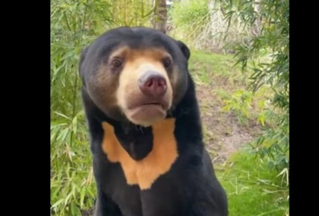‘Bear-human hybrid’? Video of UK zoo animal goes viral