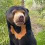 ‘Bear-human hybrid’? Video of UK zoo animal goes viral