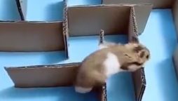 Guinea pig outsmarts humans, solves maze like a pro