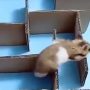 Guinea pig outsmarts humans, solves maze like a pro