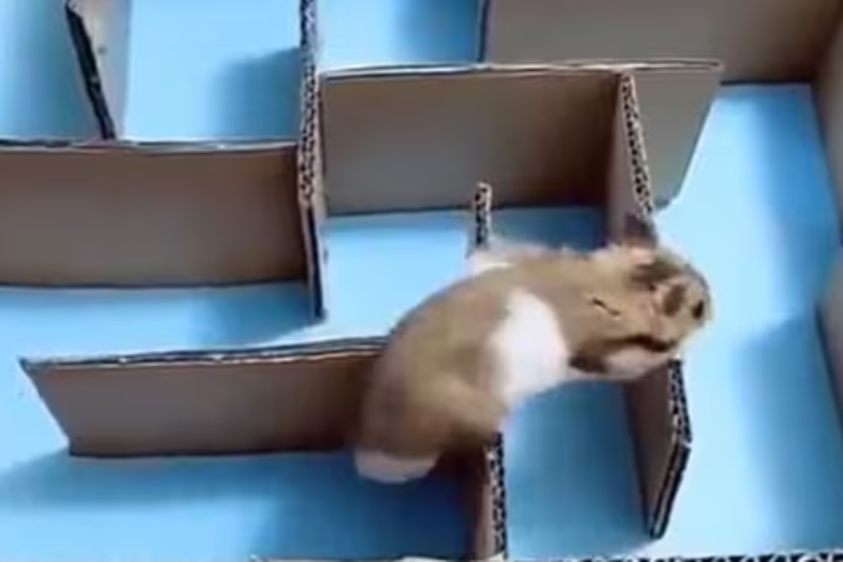 Guinea pig outsmarts humans, solves maze like a pro