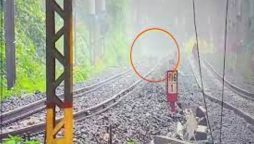 Leopard or Tiger? Wild Cat Spotted Sprinting Through Fog