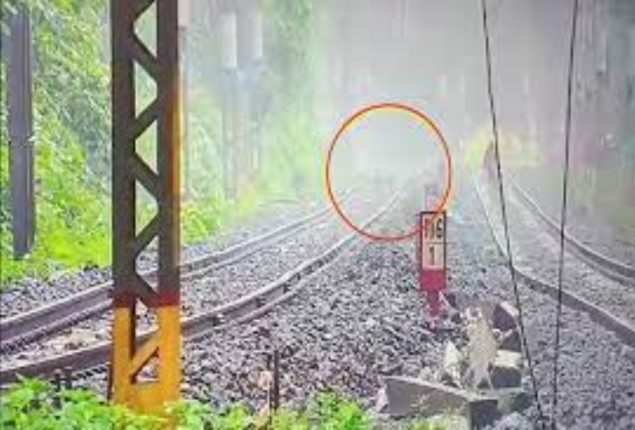 Leopard or Tiger? Wild Cat Spotted Sprinting Through Fog