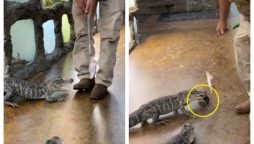 Alligator Goes on Keyscapade, Florida Man Left Stranded