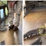 Alligator Goes on Keyscapade, Florida Man Left Stranded