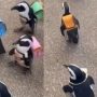 Adorable Penguins Waddling with Suitcases Delight Twitter Users