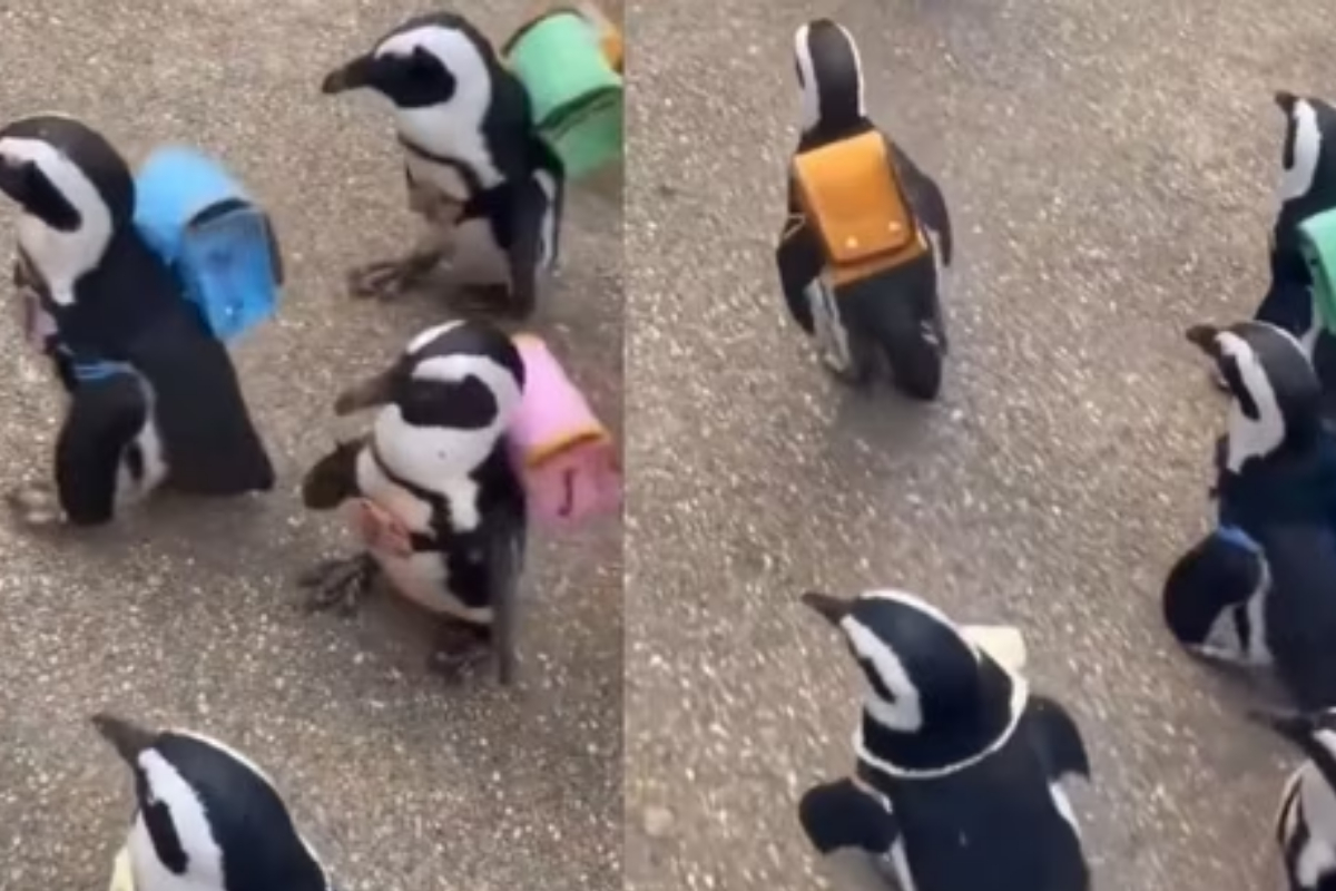 Adorable Penguins Waddling