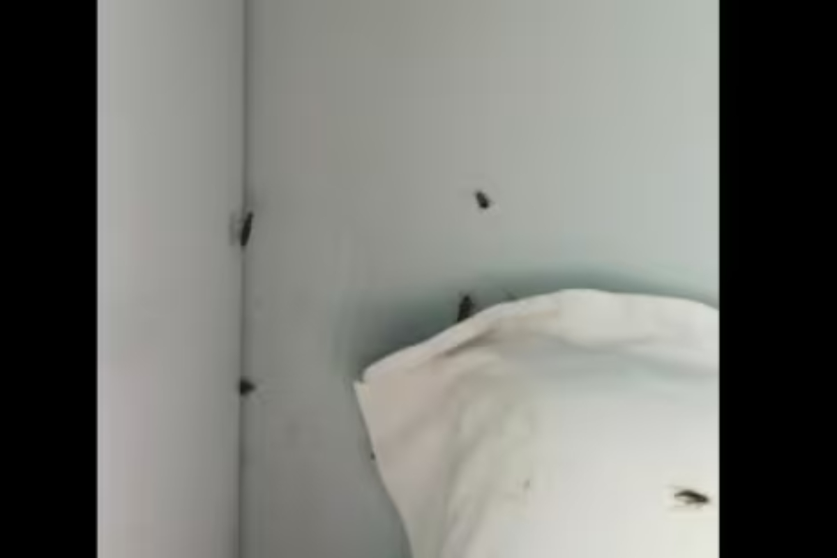 Cockroaches infest Indian Railway coach, photo goes viral