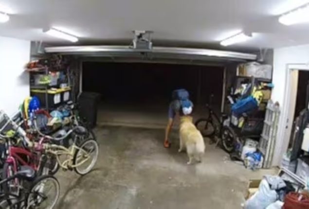Robber plays with golden retriever, then steals Rs 1.7 lakh bicycle