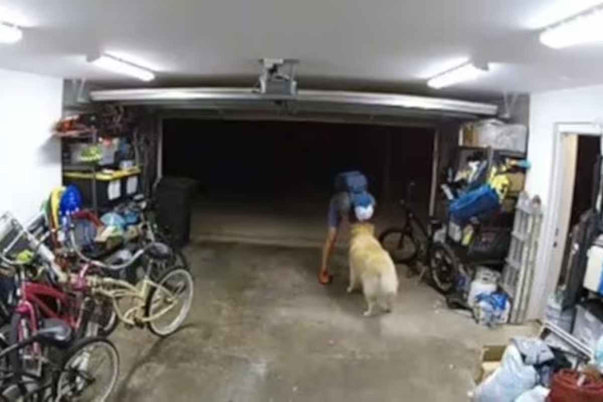 Robber plays with golden retriever, then steals Rs 1.7 lakh bicycle