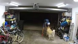 Bike Thief Suspect