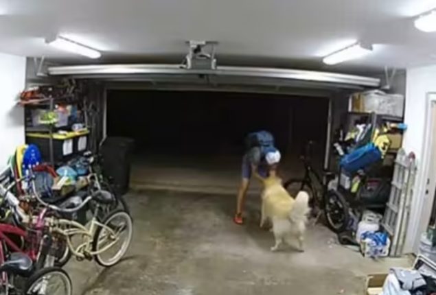 Bike Thief Pauses to Pet Puppy: San Diego Police Seeks Suspect