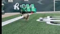 Sheep takes center stage at football match in Canada
