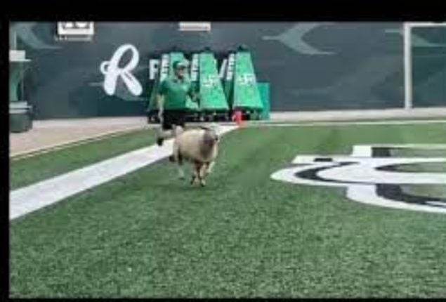 Sheep takes center stage at football match in Canada